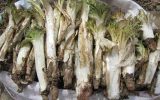 احتمال خطر انقراض ریشه‌های بهاری گیاهان خوراکی
