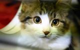 گربه‌ها می توانند عامل انتقال ویروس کرونا باشند