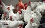 زیان ۱۵۰۰ میلیارد تومانی تولیدکنندگان مرغ گوشتی