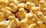 افغانستان واردات مرغ و جوجه از ایران را آزاد کرد