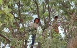 حرکت خودجوش مردم در پاکسازی جنگل‌های سیروان از لورانتوس