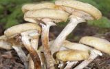 قارچ‌های وحشی و خطر مسمومیت در کمین لرستانی‌ها