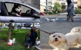 سگ گردانی در خیابانهای تهران با دین و فرهنگ ایرانی سازگار نیست