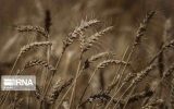 گندم مهرگان ایلام مرغوب ترین بذر کشور است
