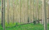 یک چهارم زراعت چوب کشور در ایلام انجام شد