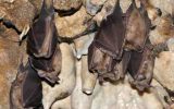غار مژاره آبدانان؛ زیستگاه ۳۵ هزار ساله گونه‌های کمیاب خفاش