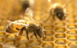حمایت از نوآوری‌ها برای توسعه صنعت زنبورداری