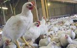 صرفه‌جویی حدود ۲ هزار میلیارد تومانی نهاده‌ها با تولید مرغ سایز     *هما همت خواه