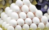 عامل گرانی تخم‌مرغ در تهران؛ بسته‌بندی یا روند توزیع؟