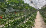 تولید سالانه ۱۱ هزار تن سبزی و صیفی حاصل توسعه گلخانه‌ها در ایلام