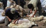 امسال هزار و ۶۰۰ تن پشم گوسفندان عشایر ایلام برداشت می شود