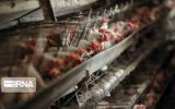 نژاد آرین، «مرغ اجداد» مورد نیاز کشور را تامین می‌کند