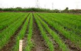 کشت برنج در اراضی کشاورزی چرداول ممنوع است