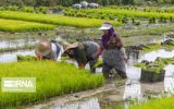 افزایش ۴ برابری تولید بذرهای الیت و سوپر الیت برنج در کشور