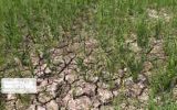 بررسی چگونگی مدیریت بحران خشکسالی خوزستان