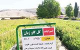 تولید گیاهان دارویی در نهالستان های منابع طبیعی استان ایلام