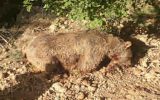 کشته شدن یک قلاده خرس در ایوان