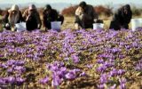 ورود کمیسیون اصل ۹۰ و تعاون روستایی به ماجرای ۴۶ تن زعفران خرید توافقی