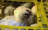فرمانده انتظامی ایلام: پنج تن مرغ زنده قاچاق در هلیلان کشف شد