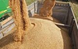 ۸۰ درصد گندم مصرفی ایلام در دهلران تامین می شود