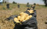 سهمیه صادرات سیب‌زمینی کشور در سال جاری تکمیل شد