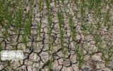 مدیر جهاد کشاورزی: خشکسالی باعث خسارت ۱۰۰ درصدی اراضی دیم دهلران شد