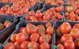 عرضه گسترده گوجه‌فرنگی با قیمت ۹ هزار تومان
