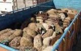 کشف ۸۰ رأس گوسفند فاقد مجوز در دهلران