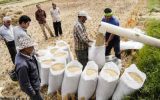 آوار آمارهای نادرست تولید و مصرف برنج بر سر مردم/سرانه مصرف بالاست؟