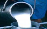 اصلاح قیمت شیرخام در دولت سیزدهم برای حمایت از دامداران