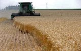 ۲۰درصد گندم وارداتی ایران در سال گذشته از اوکراین تامین شد