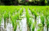 کشت برنج بحران آب را تسریع می بخشد