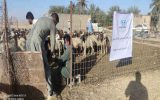 اردوی جهادی دامپزشکی در سطح استان ایلام برگزار گردید