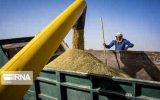 خرید تضمینی ۴.۵ میلیون تن گندم از کشاورزان/ شکر مورد نیاز کشور تامین شده است