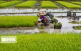 افزایش کشت برنج به ۵۵۰ هزار هکتار در استان‌های شمالی
