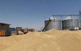 سبقت معنادار رشد تولید و خرید گندم ایران از میانگین جهانی