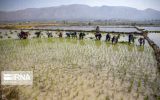 کاهش ۲ هزار هکتاری کشت برنج در ایلام