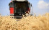 چشم‌انداز تولید غلات دنیا در سال ۲۰۲۳؛ سایه جنگ اوکراین بر کشاورزی دنیا ادامه دارد