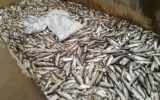 سیلاب ۳۰ هزار قطعه بچه ماهی را در شهرستان بدره از بین برد