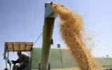فائو: تولید غلات ایران به مرز ۲۱ میلیون تن رسید