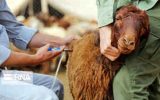 رییس سازمان دامپزشکی کشور: ۷ میلیون راس دام رایگان واکسینه شدند