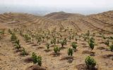 معاون سازمان منابع طبیعی و آبخیزداری کشور: طرح کشت یک میلیارد درخت در کشور درحال اجراست