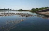 کارخانه آلوده کننده رودخانه چناره موظف به نصب تصفیه کننده شد