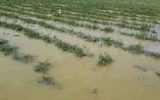 بارش های رگباری ۷۰۰ میلیارد تومان به کشاورزی ایلام خسارت زد