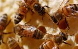 تامین ۲۰ هزار تن شکر زنبورستان‌ها بزودی/ تولید ۱۴۰ هزار تن عسل در سال جاری