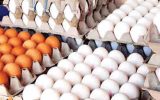 فروش تخم مرغ درب واحدهای تولیدی همچنان زیر قیمت مصوب/ ازسرگیری صادرات