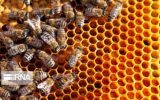 ۲۵۰ طرح زنبورداری در ایلام با حمایت کمیته امداد اجرایی شد