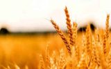 هفت استان کشور رکورد بلند مدت تولید گندم را شکستند