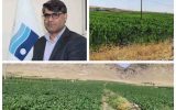 رونق کشاورزی در دشت‌های تحت پوشش شبکه آبیاری سدهای استان ایلام