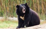 خرس سیاه، مرد شمیلی را روانه بیمارستان کرد